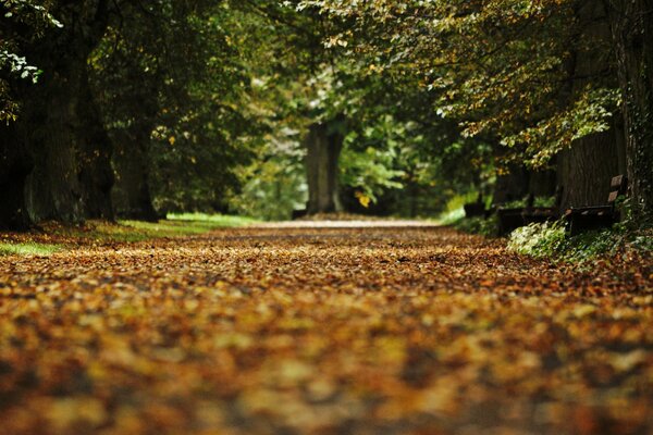 Through the autumn park through the forest