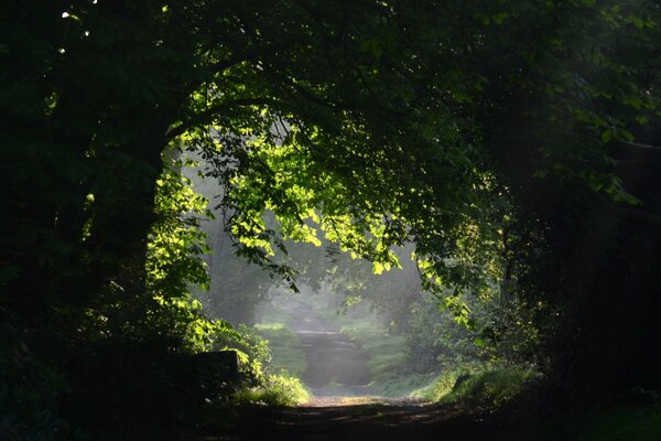 Ein leerer Weg im grünen Wald