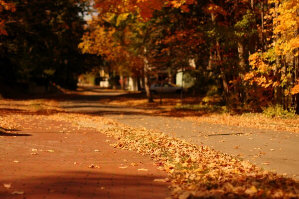 Beautiful leaf fall in our city