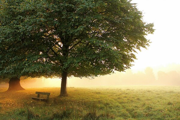 Morning haze in the park. Sunrise