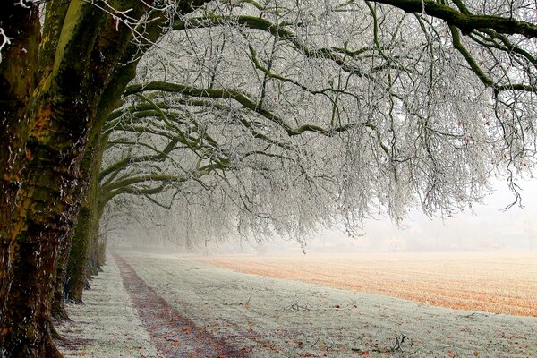 Bello nel gelo. Foto di alberi sbiancati