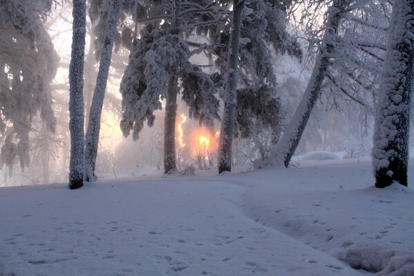 Alba attraverso il ghiaccio e la neve della foresta di febbraio