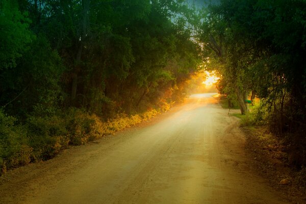 Por el camino del bosque a la luz del sol