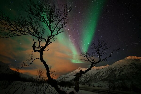 Aurora boreale su uno sfondo di albero