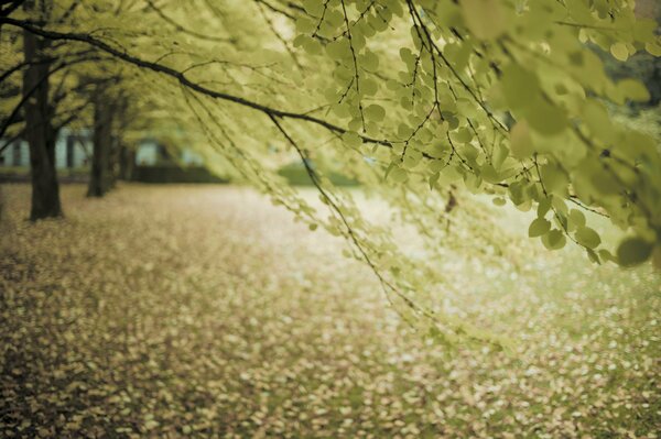 Ramas de otoño con follaje caído