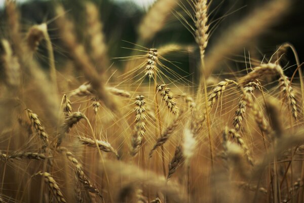 Wheat fields are a great wallpaper theme