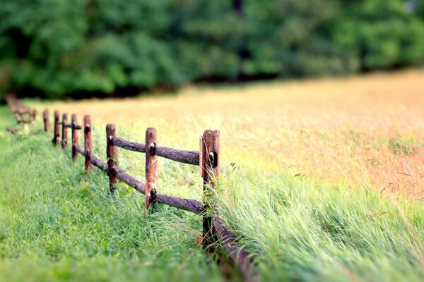 Das Feld ist halb grün und halb von der Sonne verbrannt