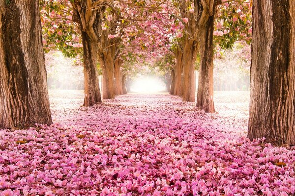 Avenida de los cerezos en flor