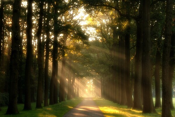 The sun s rays in the crowns of trees along the alley