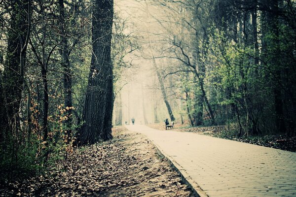 Trees and an alley in a gloomy park