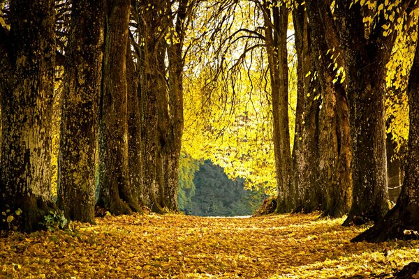 Hojas caídas de otoño en el parque