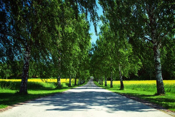 Route le long des bouleaux