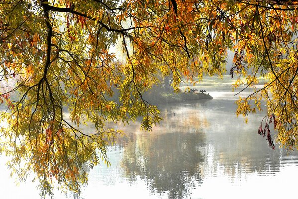 Zweige eines Herbstbaums über dem See