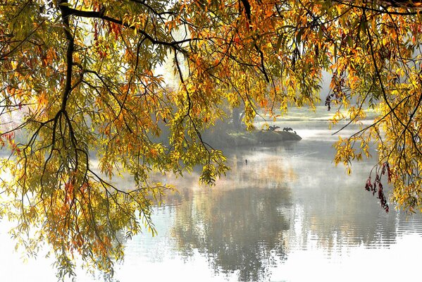 Branches of an autumn tree over the lake