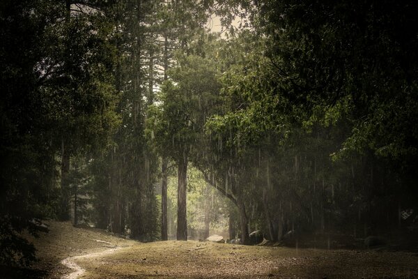 Bosque oscuro en la lluvia