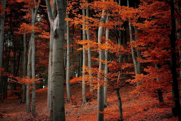 Autumn forest with beautiful leaves