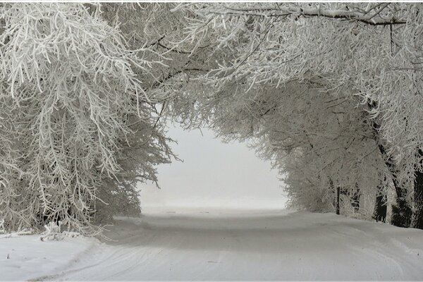 A snow-covered road in a winter forest