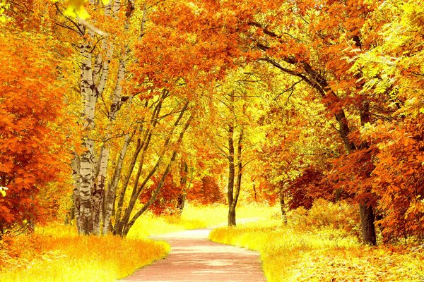 Sendero del bosque en el fondo de los brillantes árboles de otoño