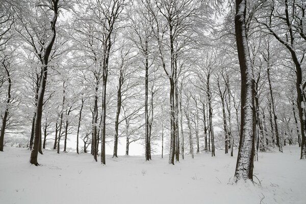 Englischer Wald mit schönen Bäumen