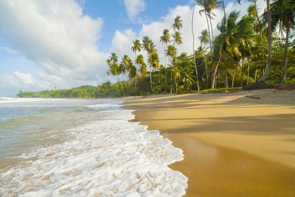 Морские волны и пальмы на пляже