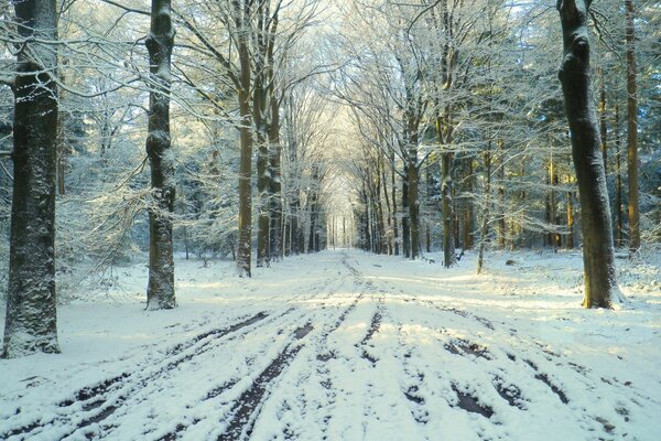 Thaw on the road in the winter park