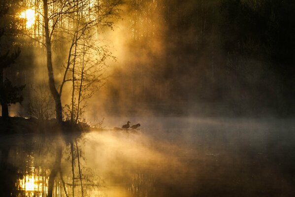 Kaczki we mgle rano na jeziorze we dwoje