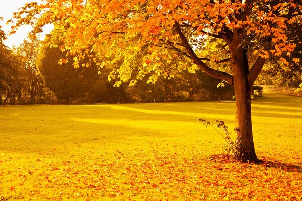 Жёлтая осенняя листва в парке