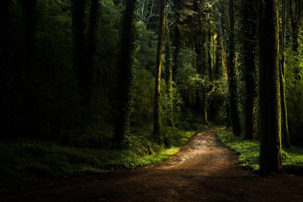 Sentier dans une forêt sombre et dense