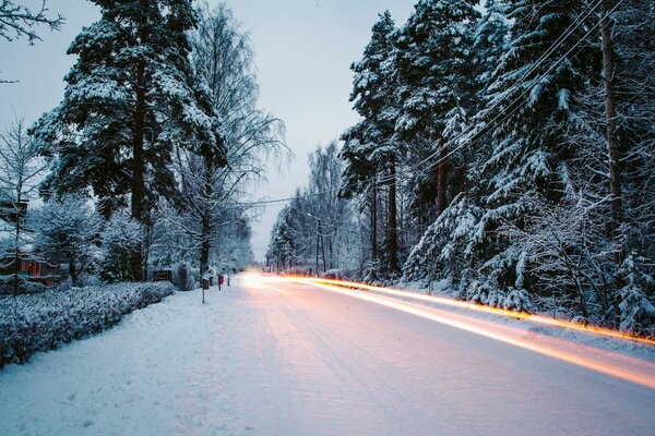 Trees along the road in winter