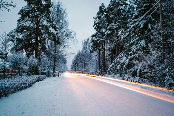 Arbres le long de la route en hiver