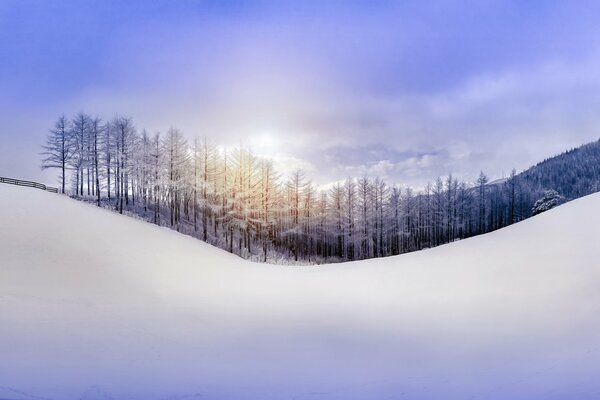 Forest in winter on a hill