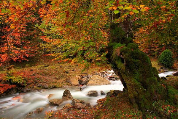 Durch den Herbstwald fließt ein Fluss