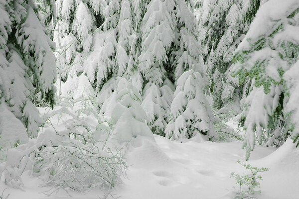 Ein Weihnachtsbaum im Schnee sieht im Winter wie kleine Häuser aus