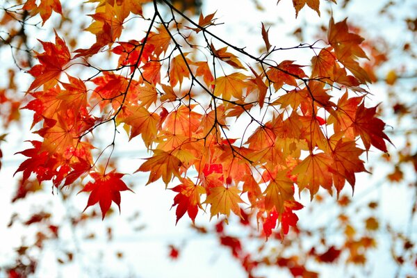 Autumn branch with maple leaves