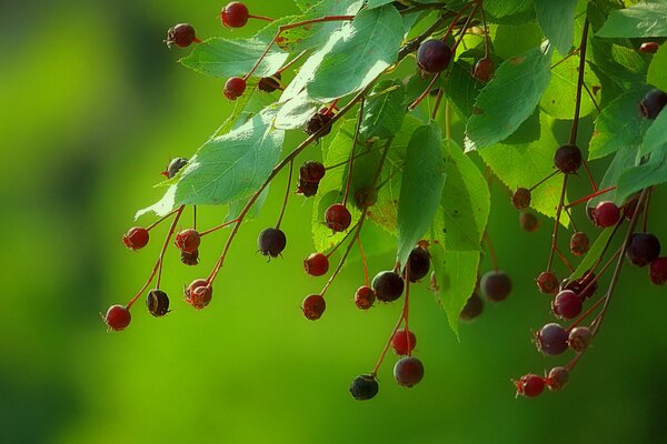 Frutti di bacche su un ramo