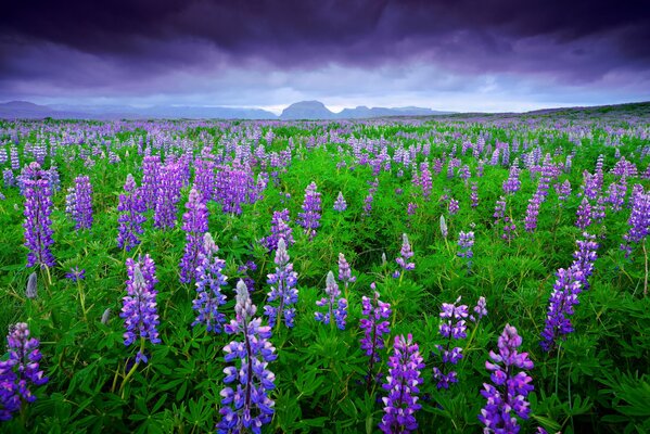 Lupine field in cloudy weather