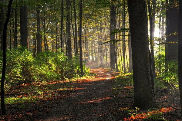 Les rayons du soleil à travers les arbres