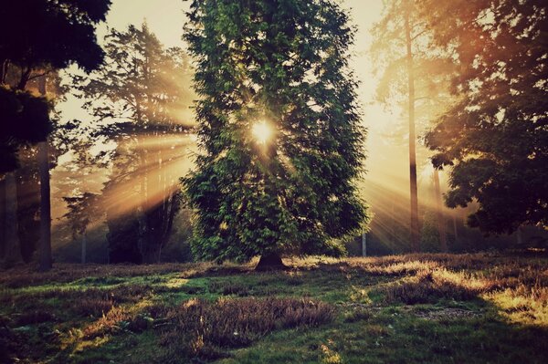 The sun s rays pierce through the foliage of trees