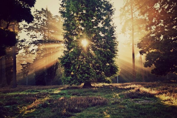 Солнечные лучи пробивают сквозь листву деревьев