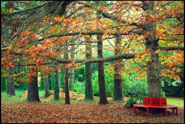 Осенний древесный парк с красной лавкой вокруг дерева