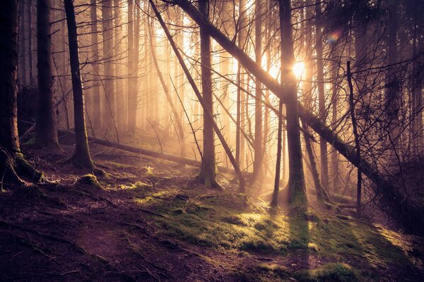 The sun s rays in the pine forest