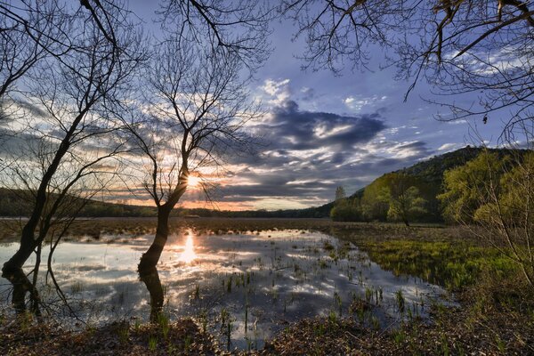 Hochwasser im Frühling im Wald. Sonne und Bäume