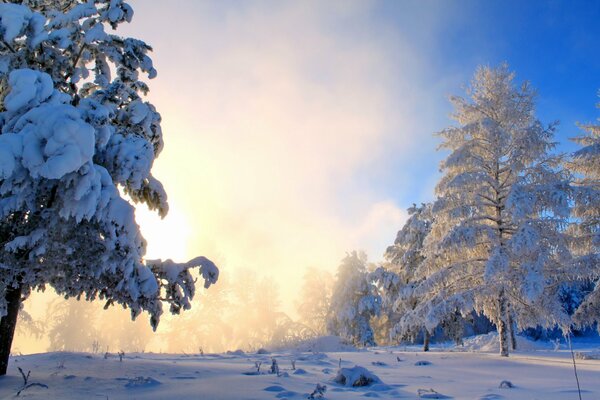 Die Sonne im Winter im Wald. Schneebedeckte Bäume