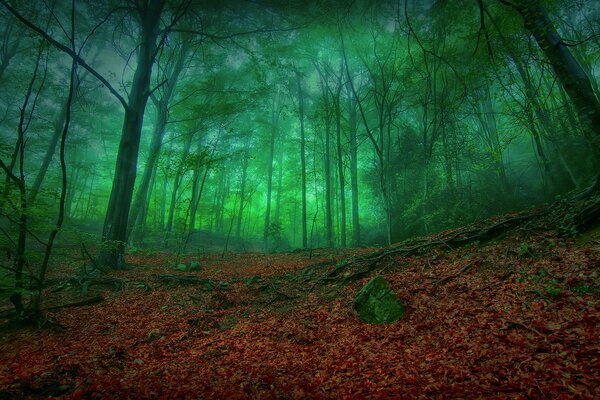Mroczny jesienny las i złote liście