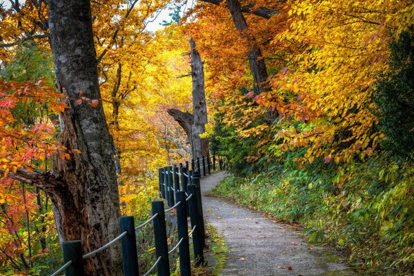 Paesaggio autunnale vicino alla strada