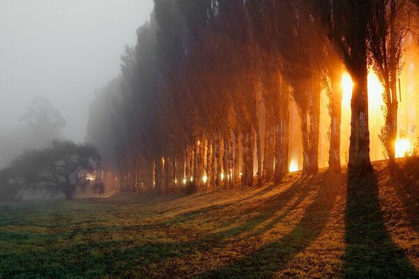 Wald im Morgennebel und Lichtstrahlen