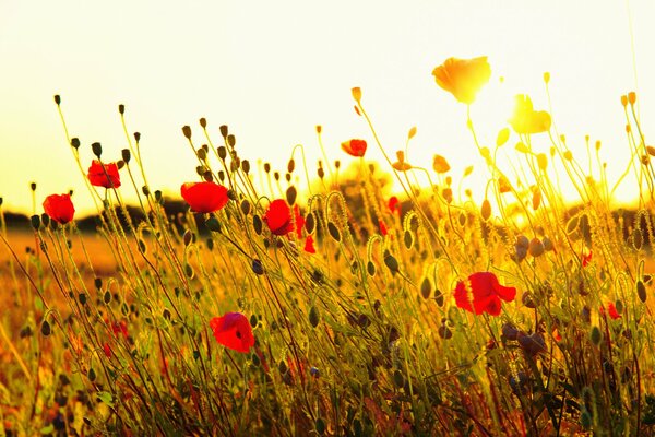 Hermosa combinación de amapolas rojas y puesta de sol