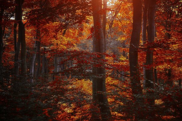 Feuilles rouges des arbres dans la forêt