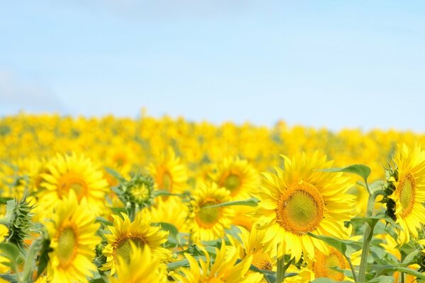 Background of yellow sunflowers and blue sky