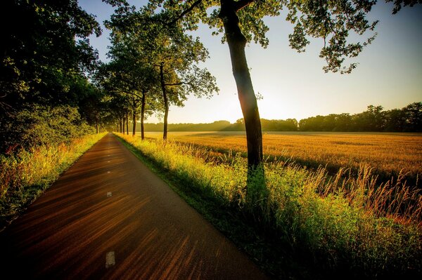 Route de passage près d un champ avec des arbres